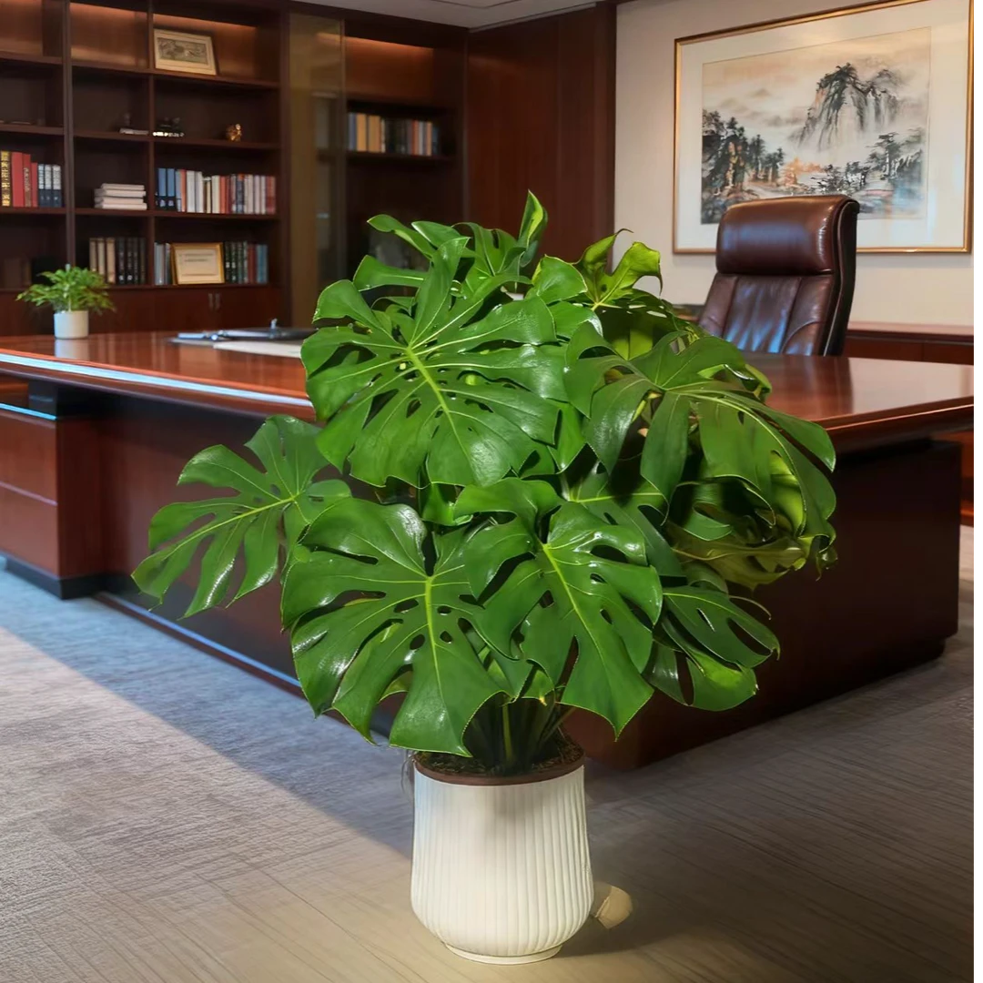 【好货】龟背竹大叶开背盆栽客厅绿植土培水培净化空气四季常青xh2