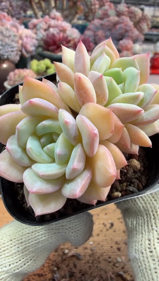 东云多肉园三号店-94