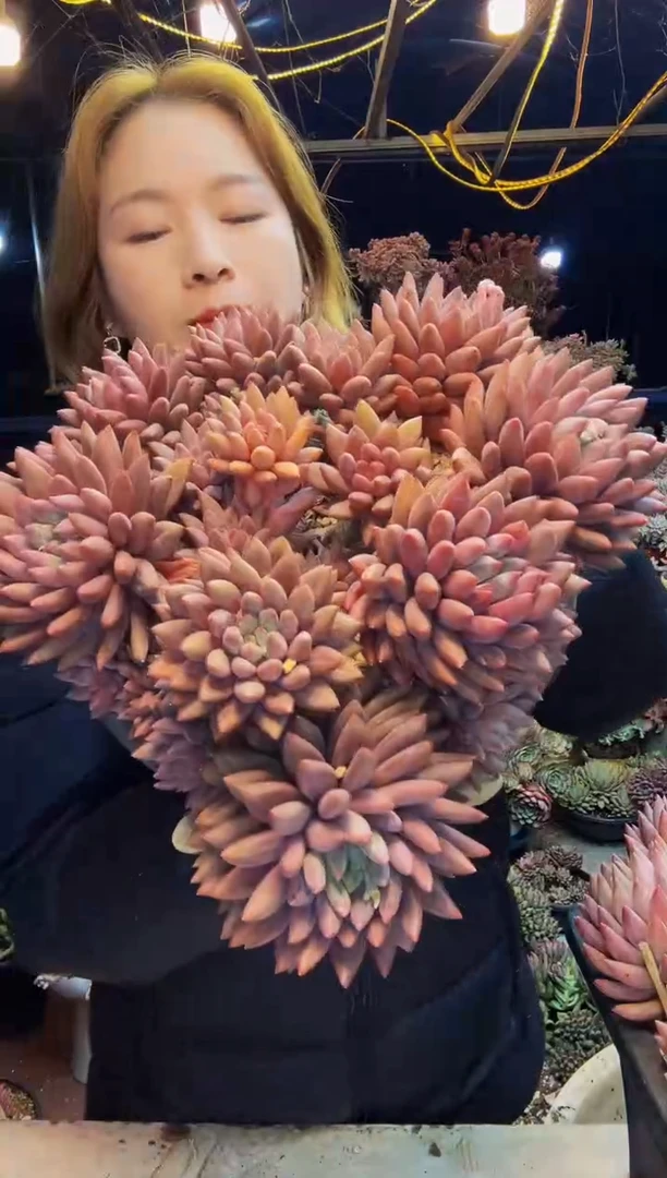 红蜻蜓母本一物一拍