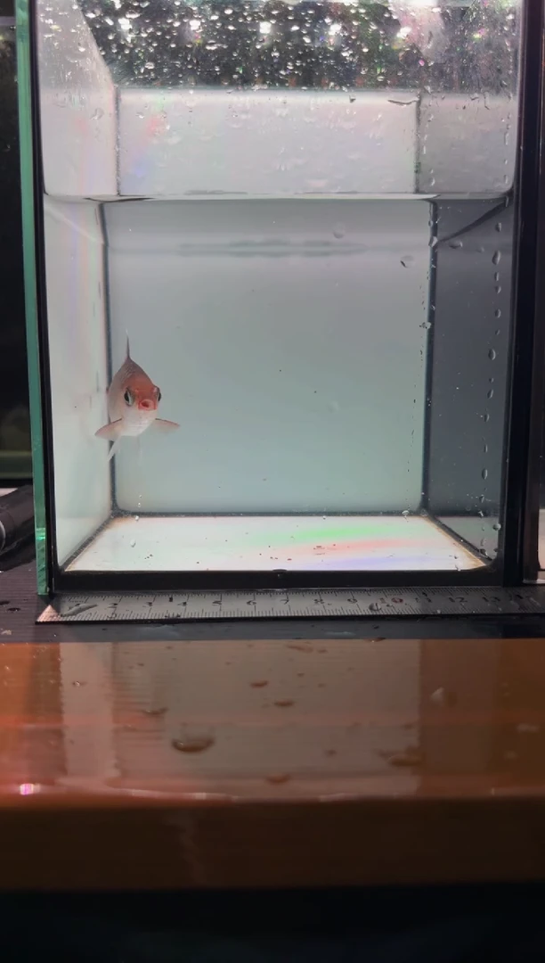 海水鱼红杂紫111