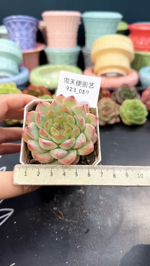 923-089青山（冠幅6.5cm）