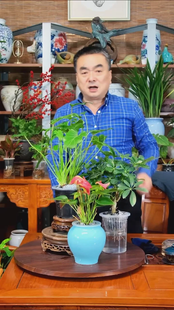 完全开放百***?水之韵水培组合