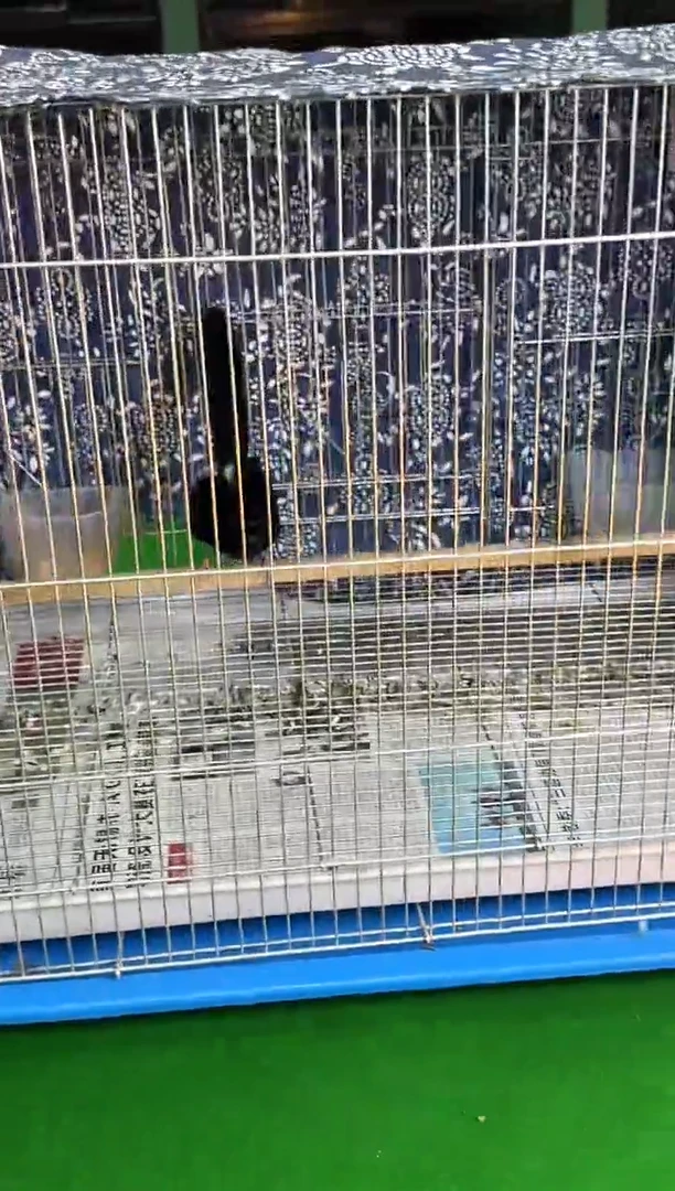 虎皮鹦鹉42号老毛养笼0元起拍