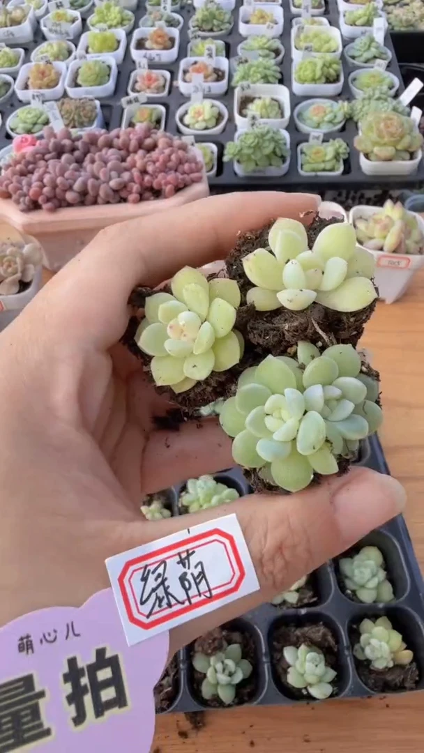 绿荫单双混 3颗量拍混发 满9.9包邮