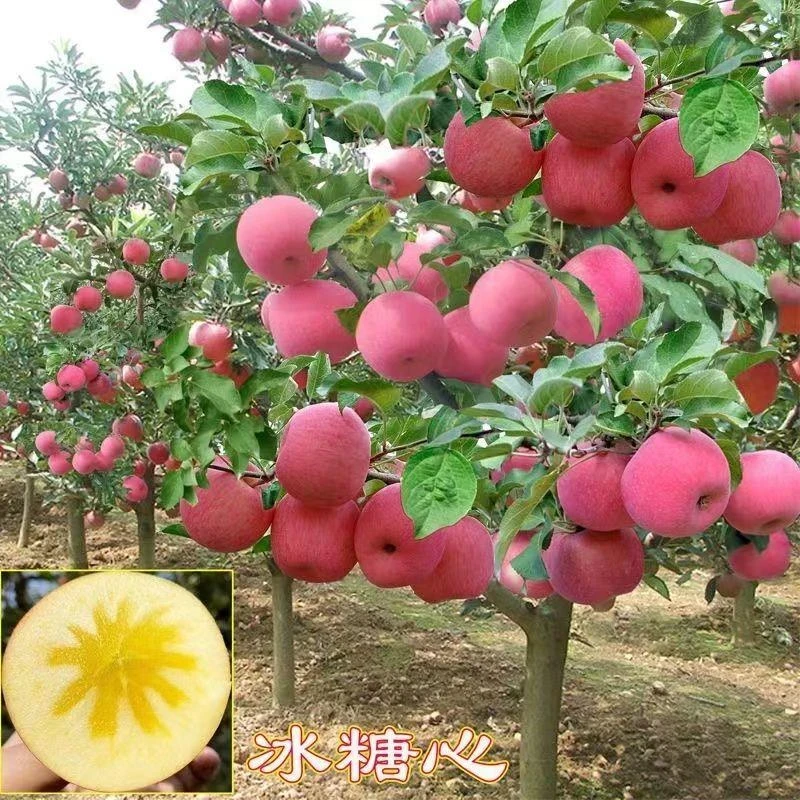 苹果树苗嫁接红富士冰糖心苹果苗盆栽地栽带土特大南北方种植果树
