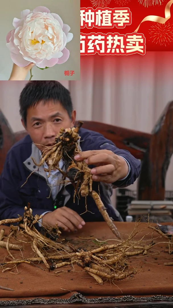 【晚间原颗芍药一物一拍】17号