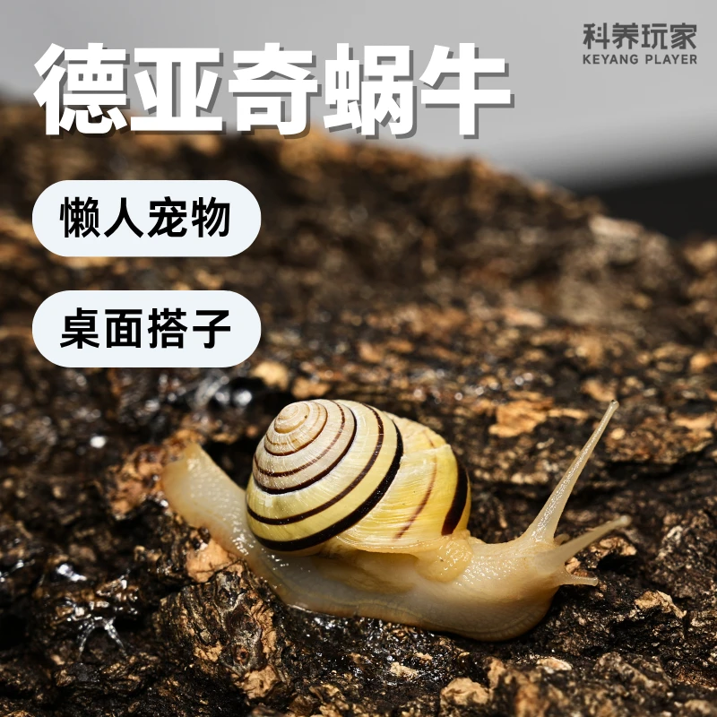 【德亚奇蜗牛】宠物陆养小蜗牛德亚奇绿苹果七彩翡翠蜗牛蓝苹果