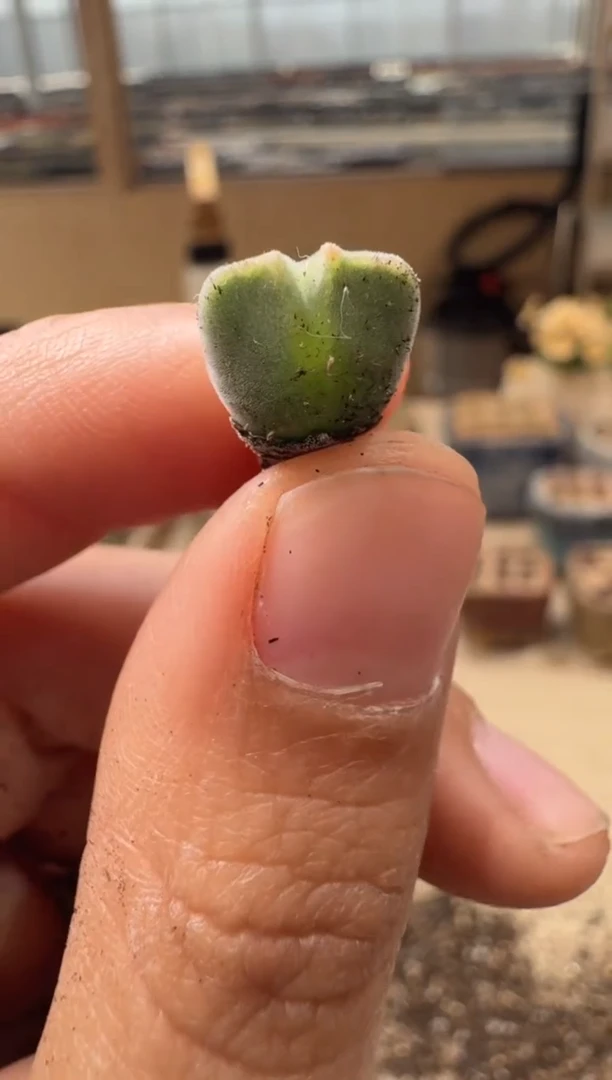 29-59多肉植物肉锥