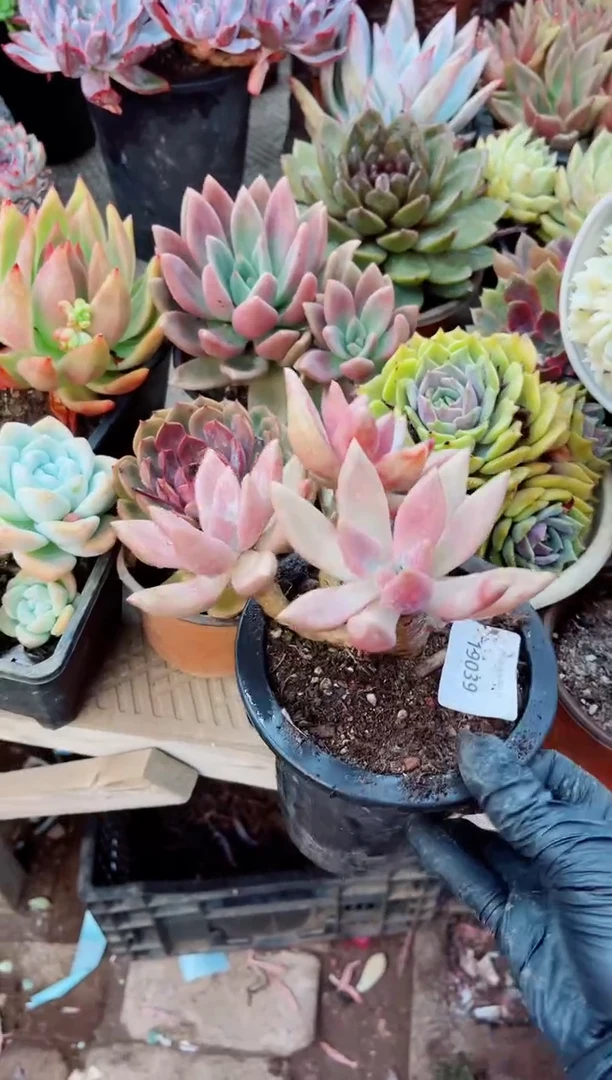 i**S19039多肉植物一物一拍