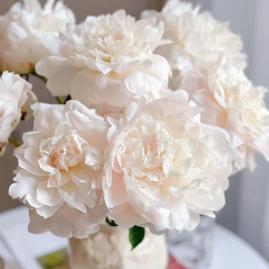 芍药【杨妃出浴】头茬A级  一单顺丰