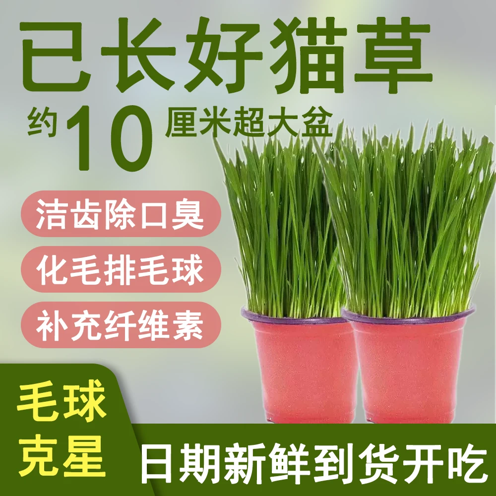 猫草已长好营养土盆栽即食化毛球小麦种子新鲜猫咪零食无土栽培