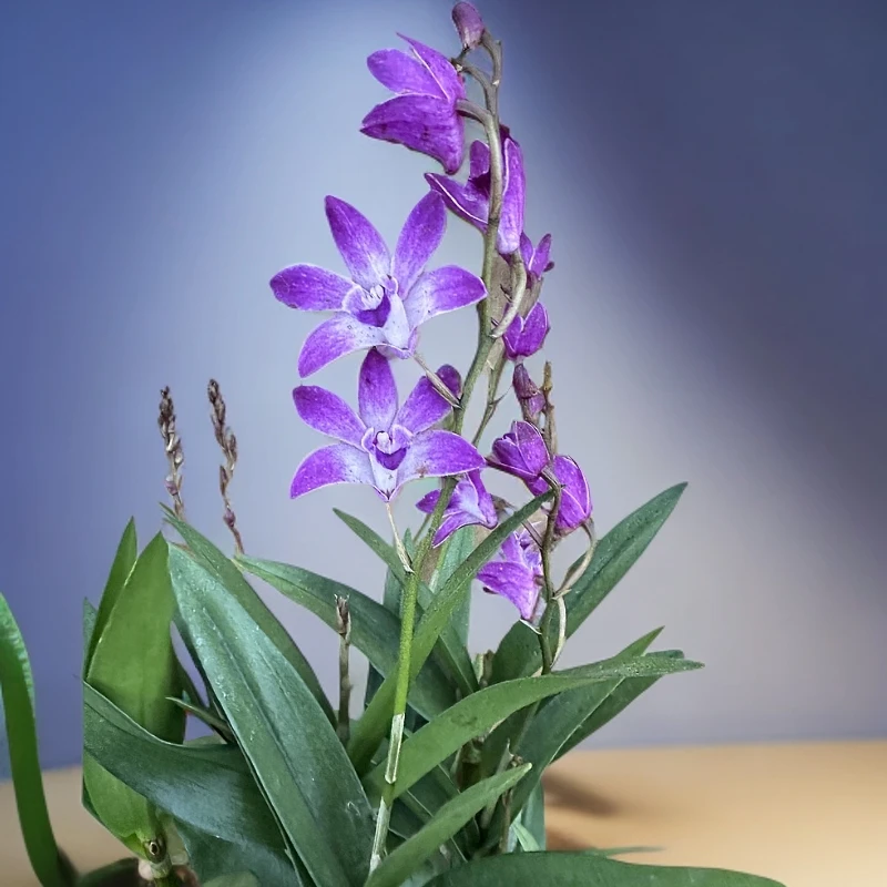 【010/万紫千红】带花苞澳洲香水石斛浓香型花卉绿植盆栽基地直发