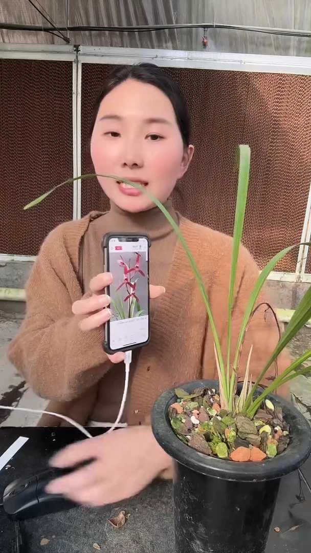 无花朵墨宝2苗 建兰