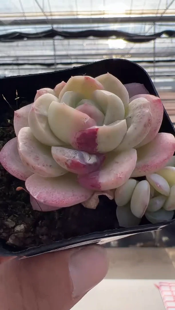 【闪购商品】新款多肉-23