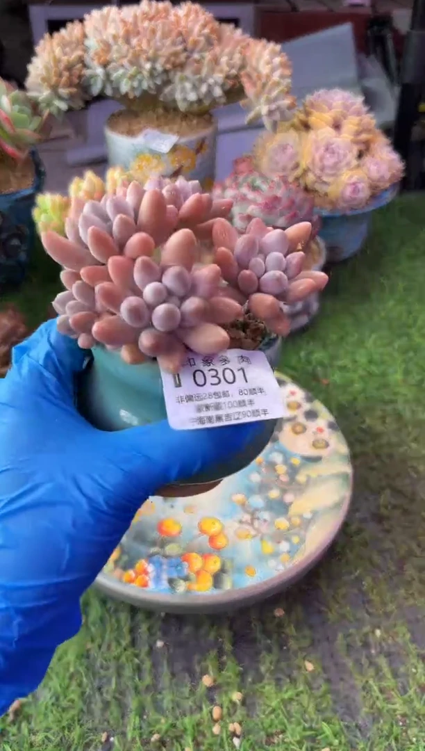 昆明印象多肉0301