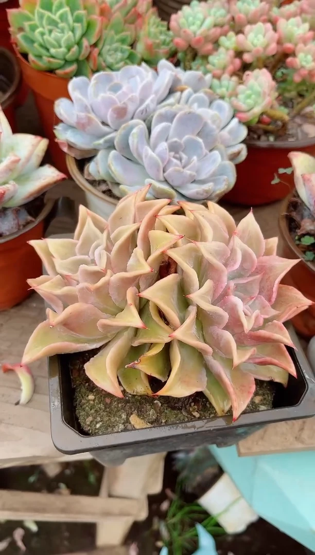 香****）26169多肉植物一物一拍