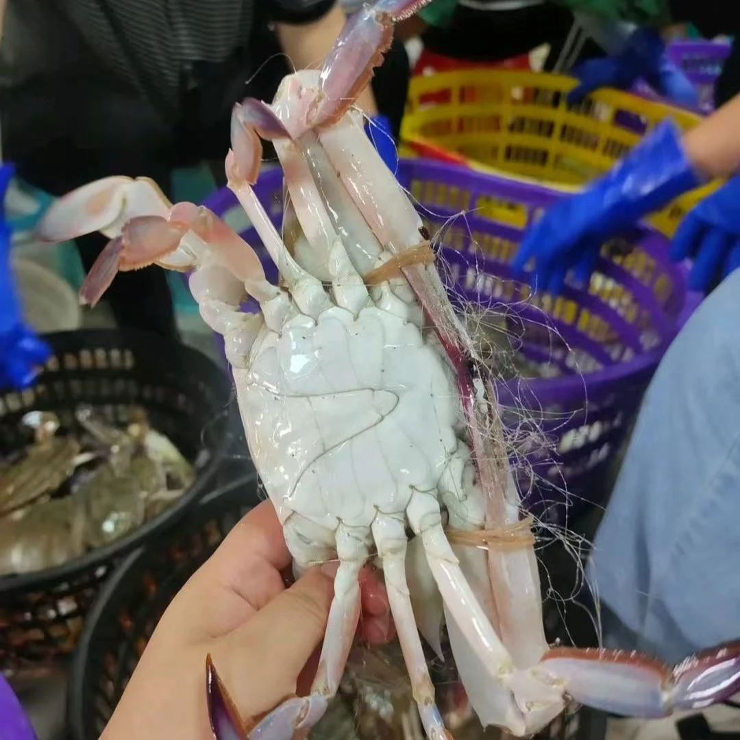 【保鲜不保活】中号公梭子蟹3斤-约6-8只/单只3两左右