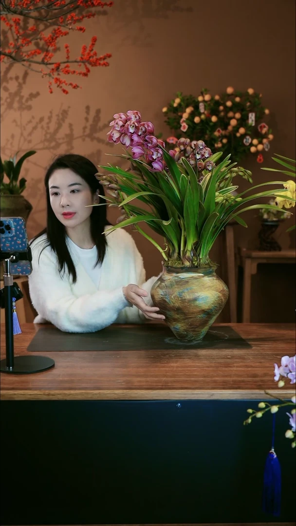 【闪购商品】盆景金边紫霞