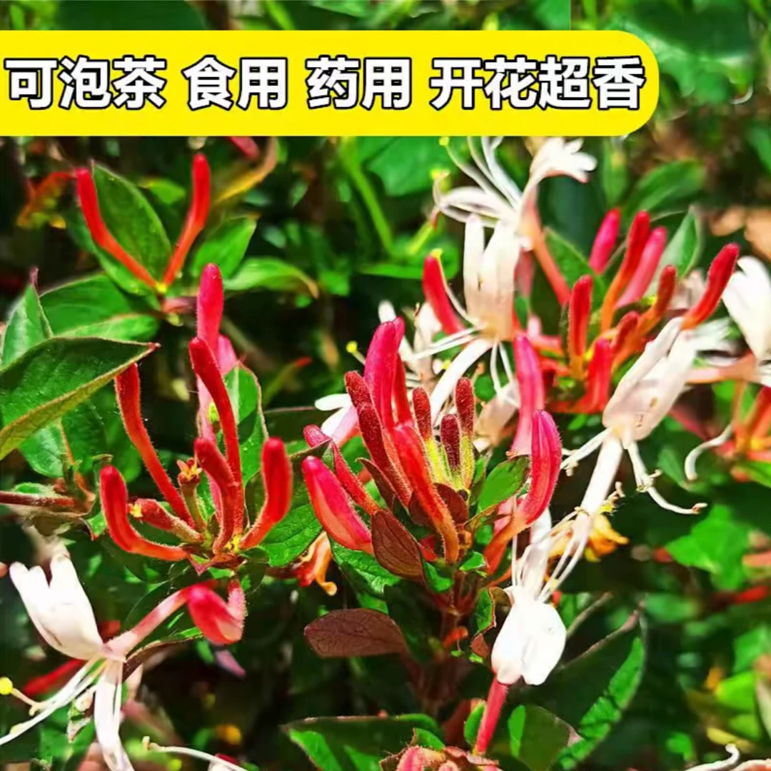 【四季金银花】花盆地栽盆栽泡茶耐寒花卉黄白多色树苗