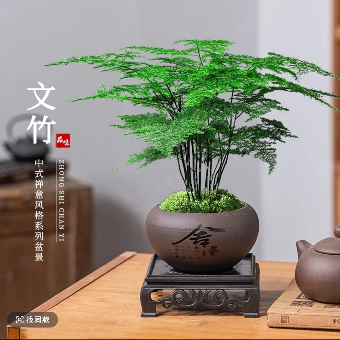 （舍得紫砂花盆）文竹盆景室内绿植好养经典文雅盆栽