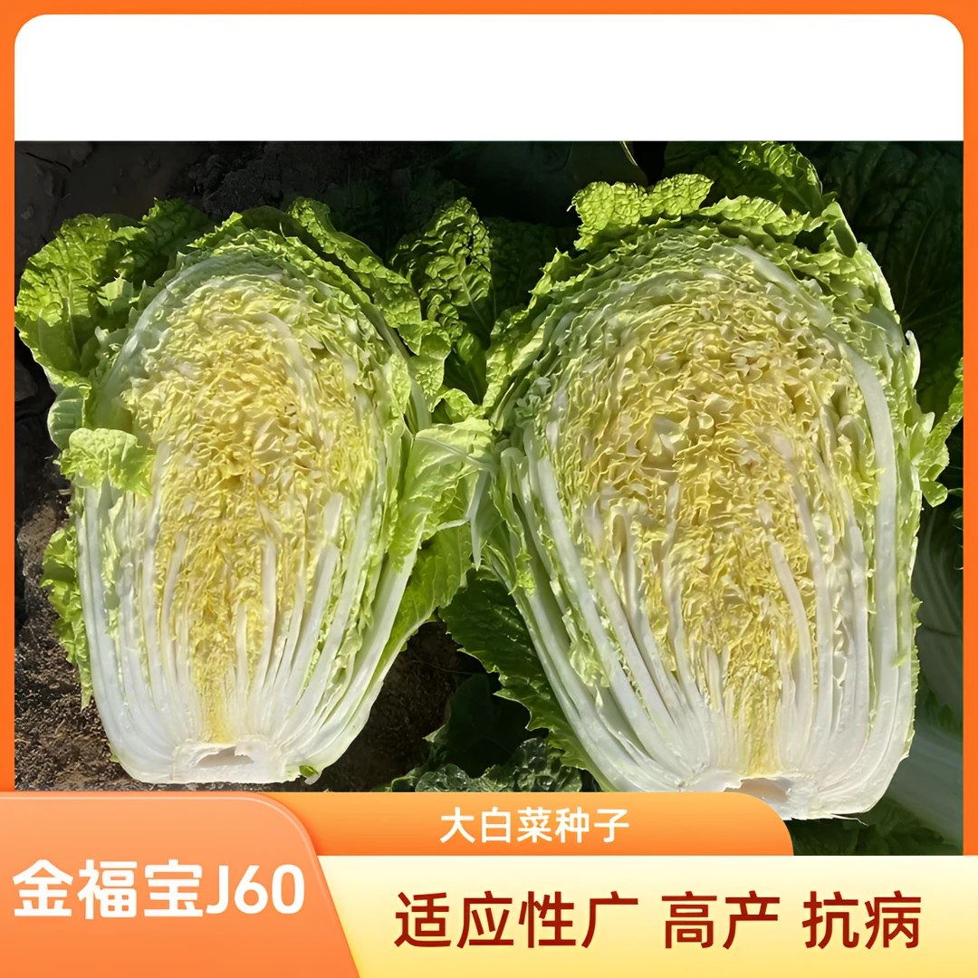 大白菜种子金福宝J60中熟耐寒口感甜脆耐储藏生长速度快