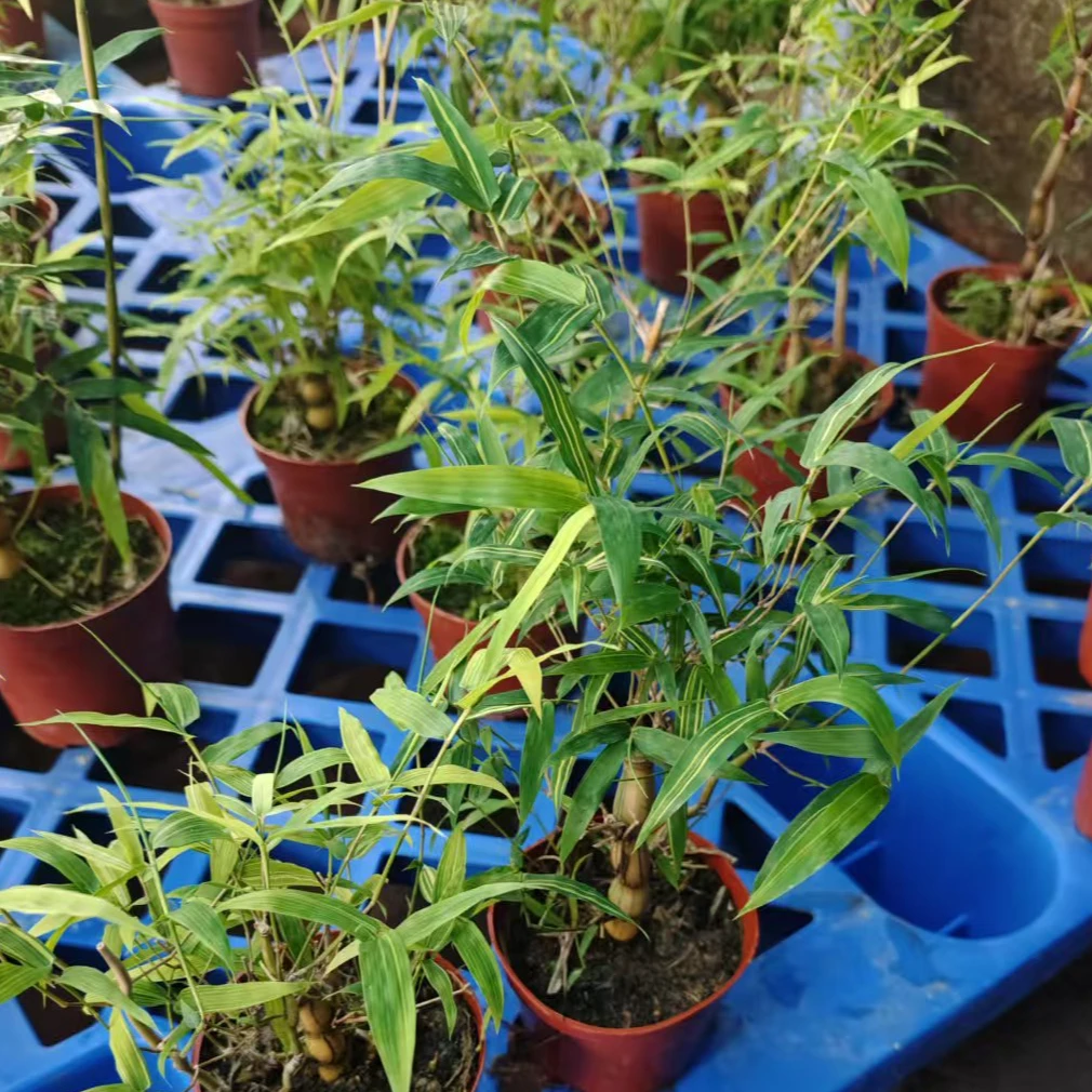 竹佛肚竹观赏竹子丛林金丝簕竹头桩室内外盆景植物红竹产地