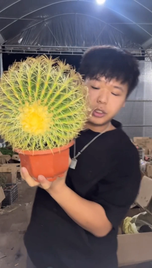 实生根 大大大金虎 14-20cm