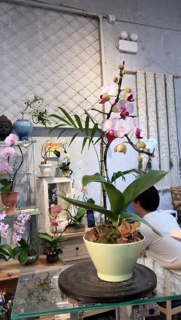 大部分花苞少量开放3251蝴蝶兰一物一拍