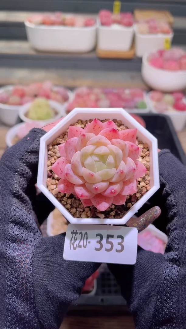 【闪购商品】20-353精选糖心