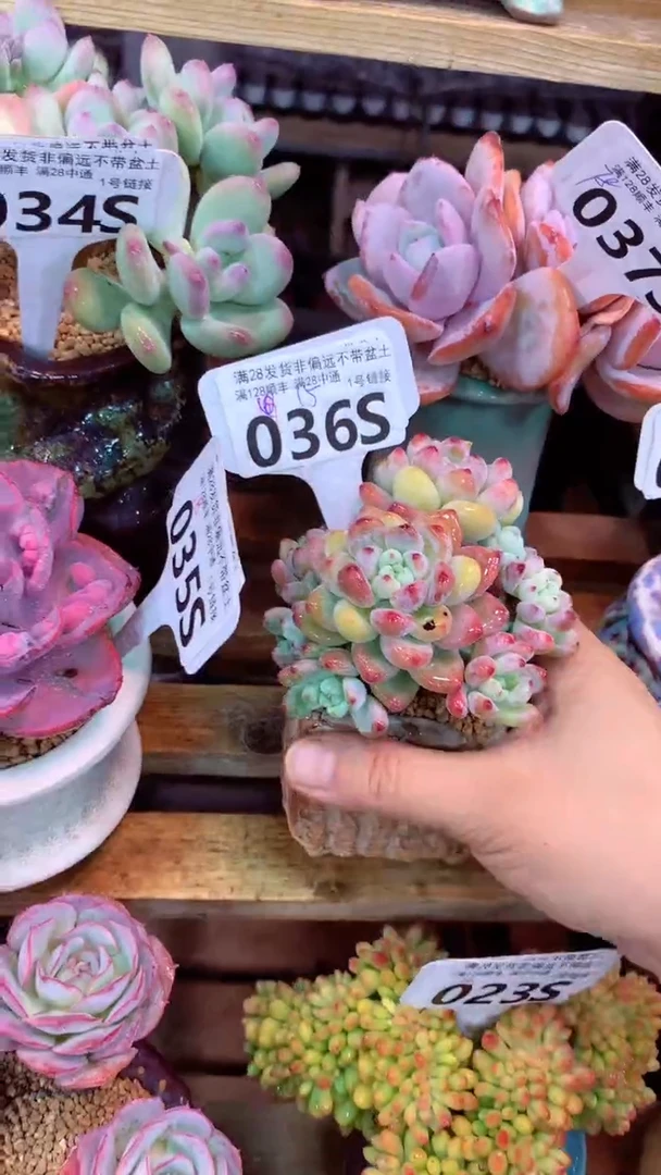 036S(一物一拍实付满28发货，默认不带盆土）