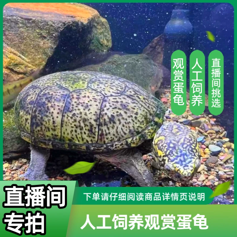 【直播间专拍】观赏蛋龟