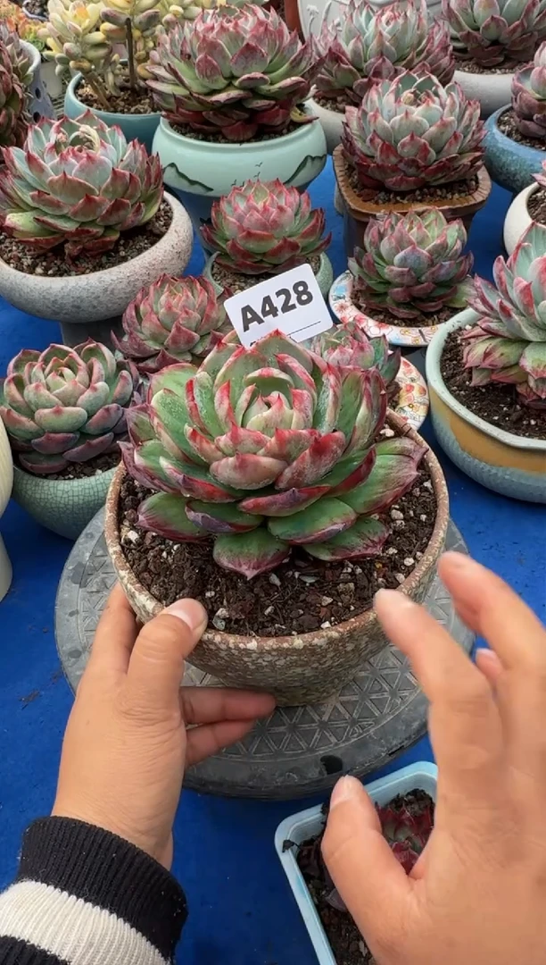 【闪购商品】A428惊鸿仙子（裸根发货）