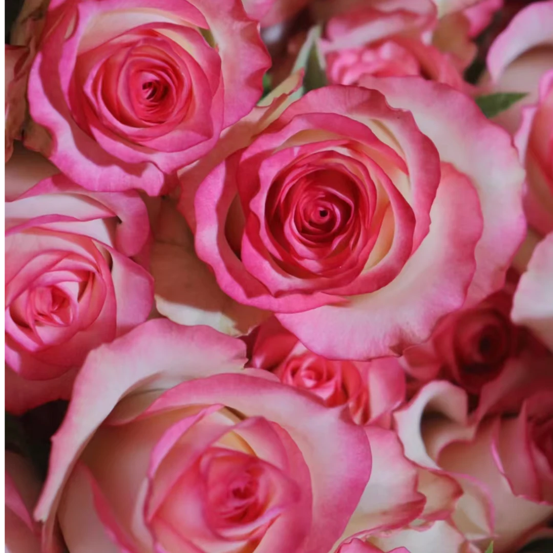 【艾莎玫瑰】【叁叁专属】新鲜玫瑰花云南基地直发鲜花批发包邮