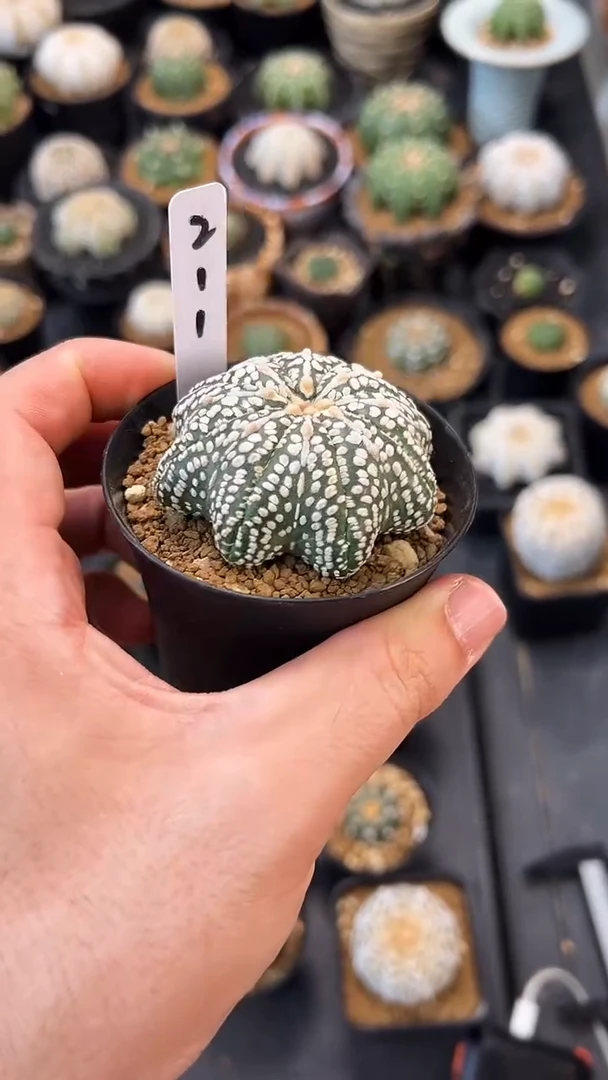 ?****✨实生根星兜编码211