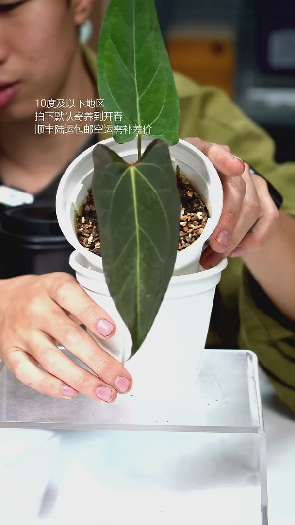 完全开放Getafix*传奇 01