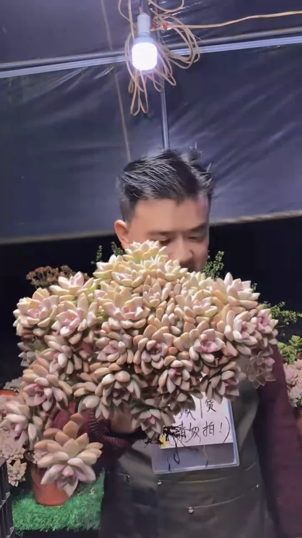 213淡雪缀化一物一拍