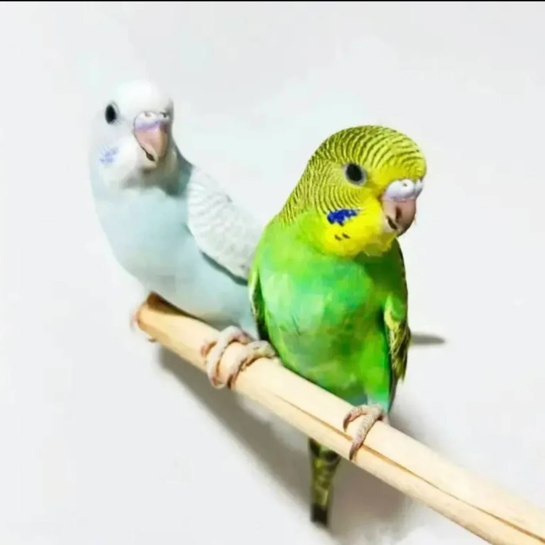 鸟笼2只鹦鹉亲人粘人到家能上手观赏鸟y