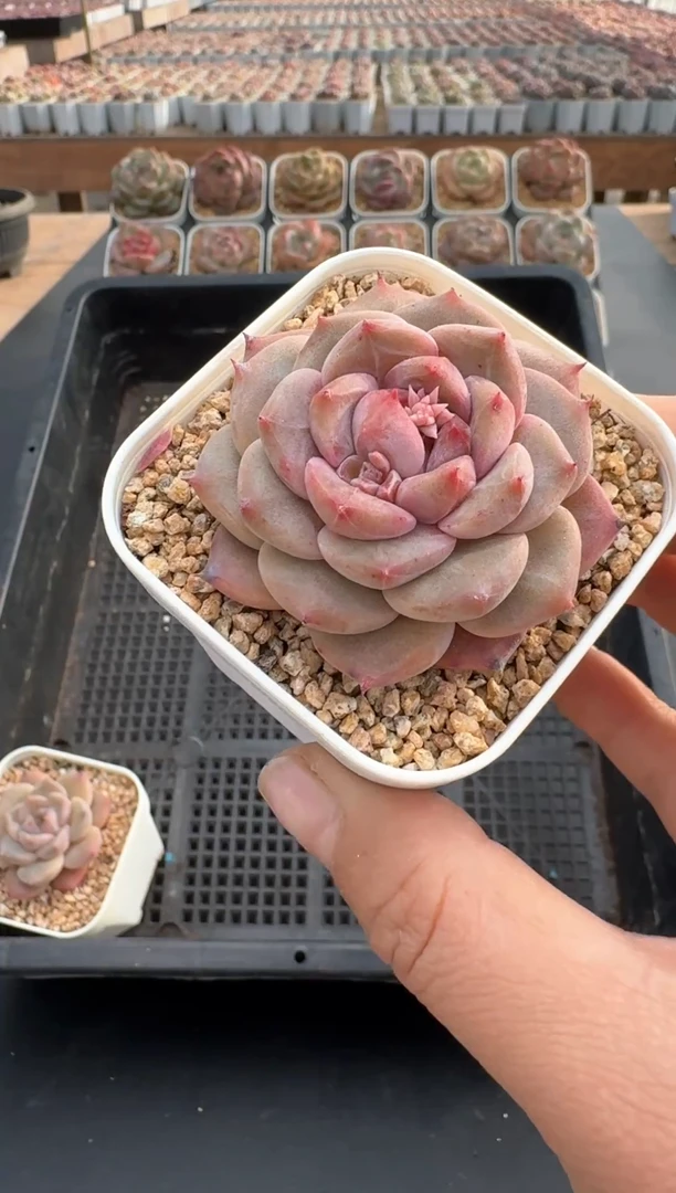 【闪购商品】841E号一物一拍多肉花卉植物3颗起发