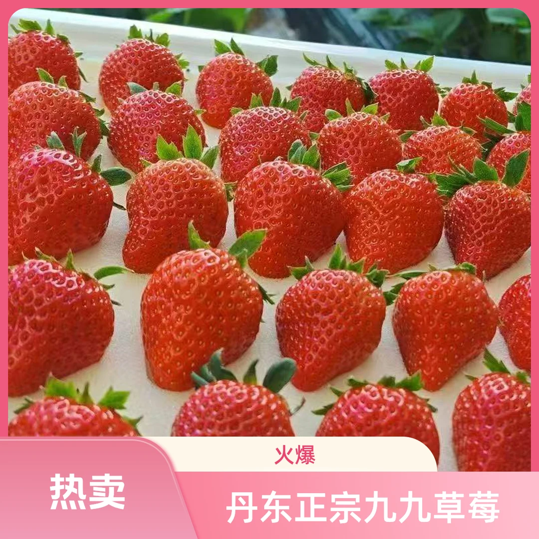 正宗【丹东九九草莓】东港核心产区新鲜草莓