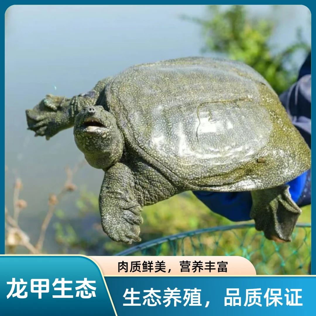 生猛青黑背甲鱼两只5-6斤鲜活生态甲鱼团鱼顺丰冷链到家