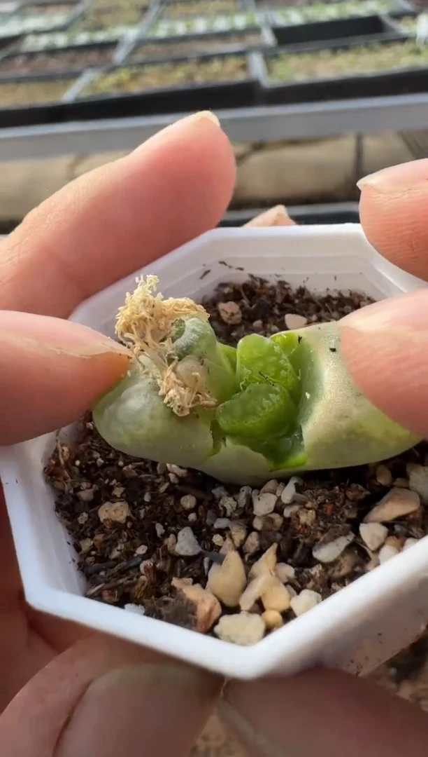 【闪购商品】7*-262