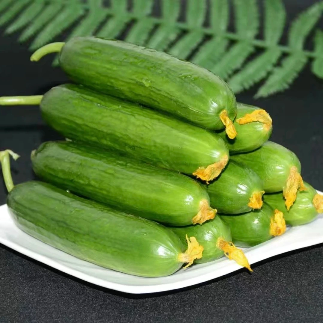 本地生态种植无刺水果黄瓜，脆嫩 肉厚，不涩口。荷兰瓜