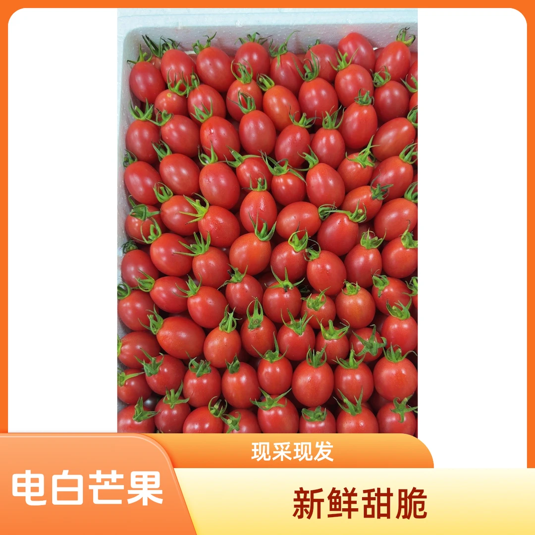 铭珠千禧 (番茄)  约2.2-2.5斤/箱番茄上海市上海市