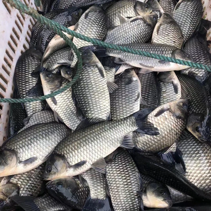 A活体鱼四川四川生鲜活鲫鱼 生态养殖渔场直发中科五号鲫鱼观赏鱼