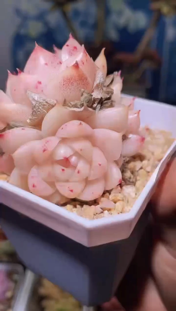 【闪购商品】564小桃红系列多肉