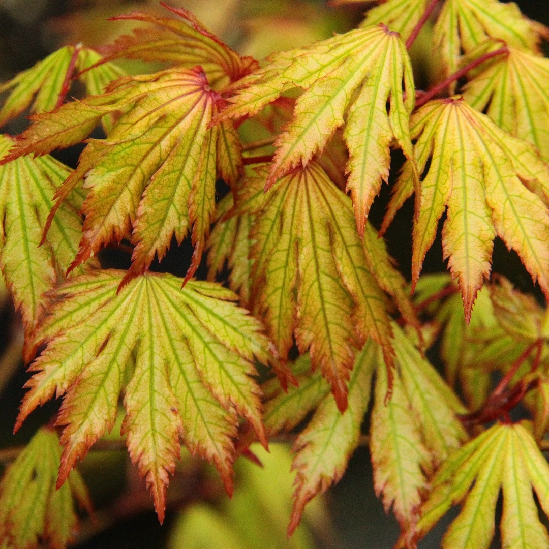 枫树盆栽植物庭院种植日本红枫阳台好活盆栽苗日本枫树耐寒南北方