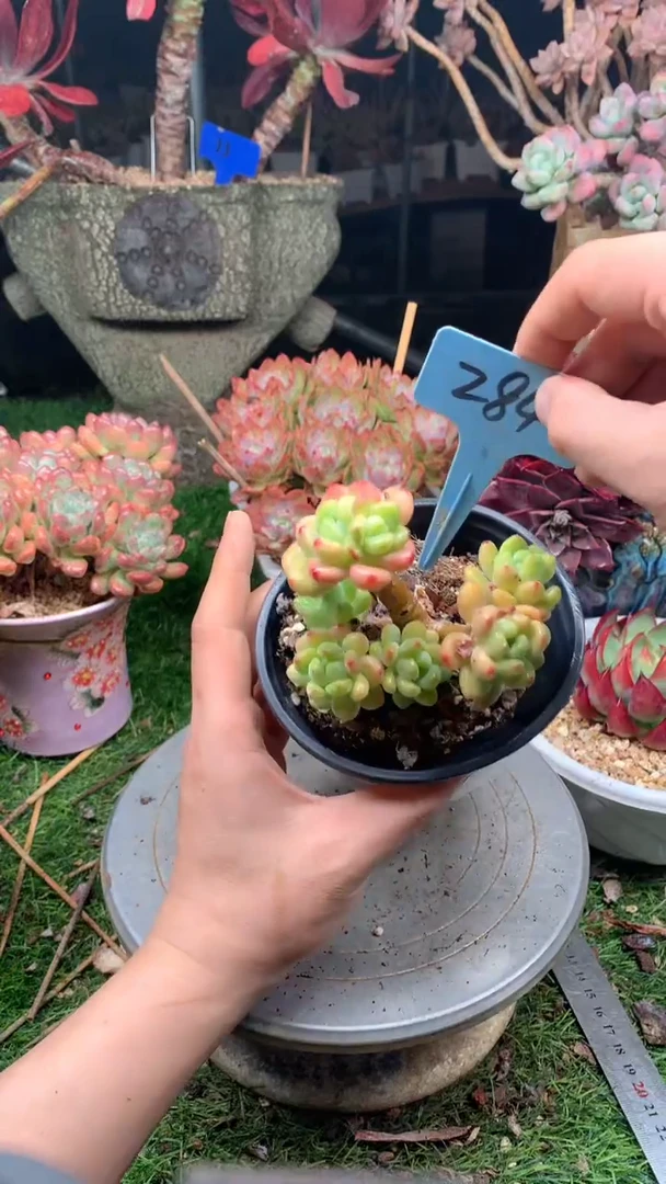 东****A284劳尔。。。。。。