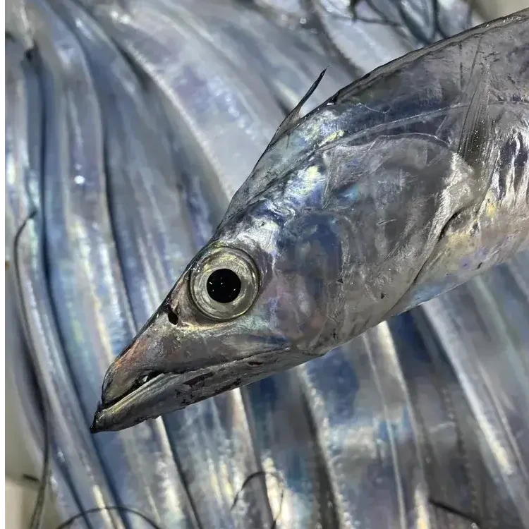 【精品带鱼】国产野生海钓整条带鱼无冰刀鱼 顺丰包邮