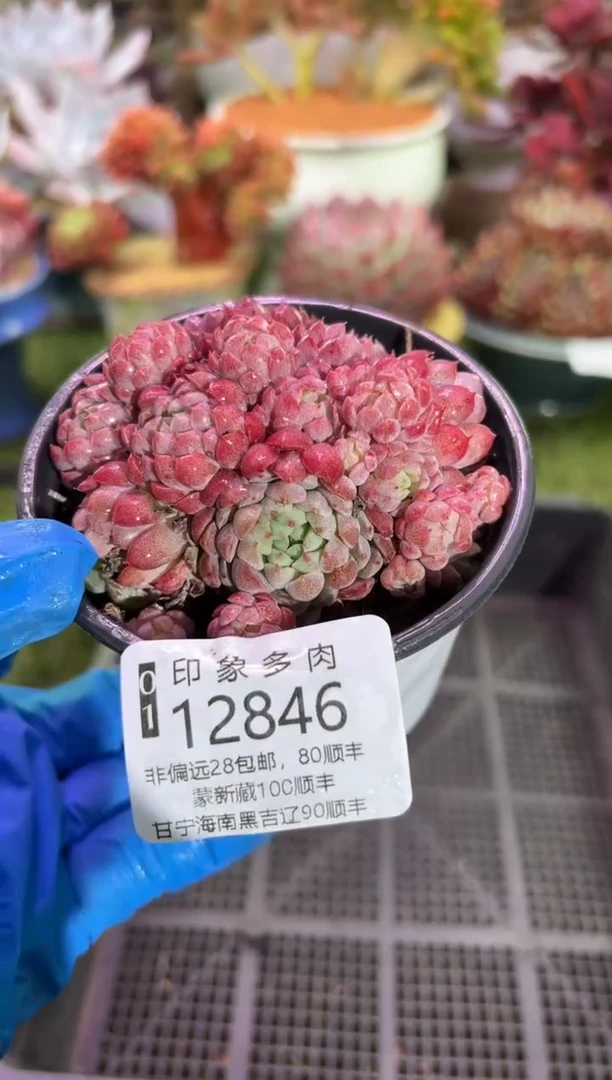 【闪购商品】12846