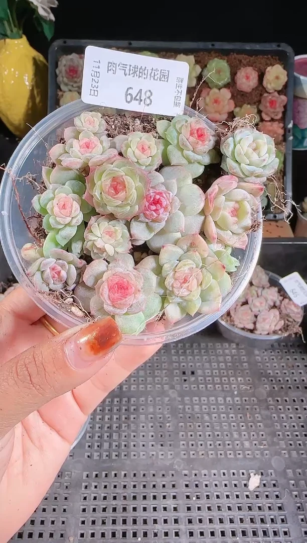 1123-648切糕群生不包整